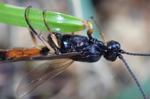Alomya debellator